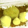 durian & jonge cocosnoot